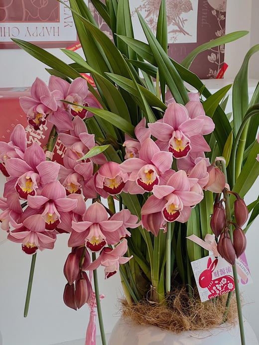 优雅垂兰 · 年宵盆栽（含花瓶） 商品图1