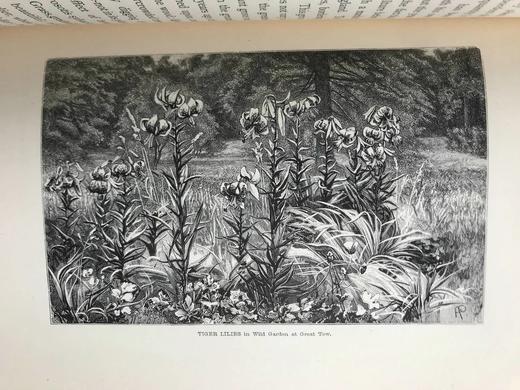 1894年 野外花园 约百幅版画插图 漆布精装大32开 商品图5