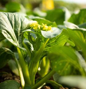 生态菜心 | 绿家自产 * Ecological Choy Sum | In-House Production