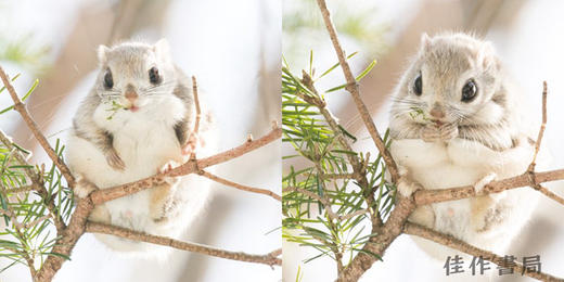 世界一かわいいエゾモモンガ / 世界上可爱的飞行松鼠 The World’s Cutest Flying Squirrel  商品图3