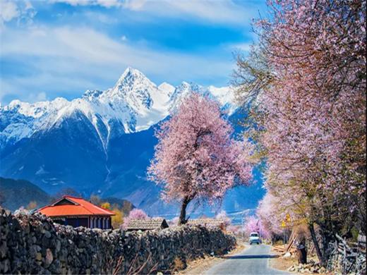 【大美林芝7日】林芝桃花+波密桃花+索松村+然乌湖+来古冰川+巴松措+羊卓雍措7日 商品图5