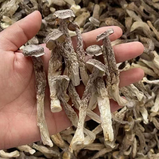 【鹿茸菇】嫰脆爽口 可炒可煲汤 无熏硫新货包邮 商品图1