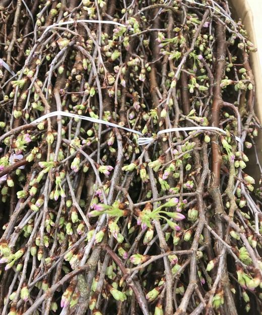 【记忆中的樱花】进口日本樱花  粉色 单枝 商品图7