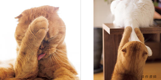 Cat Hands ねこのおてて / 猫爪 商品图3