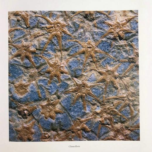 古代微观世界图集 百余幅彩色插图 精装大16开 商品图13