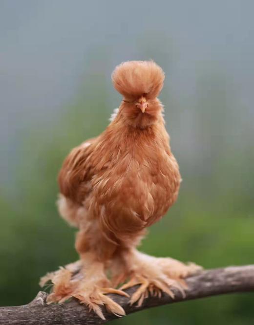 沟帮子熏鸡/ 椒麻鸡/土窑叫花鸡（用北京油鸡做哒）/安格斯酱牛肉 商品图7