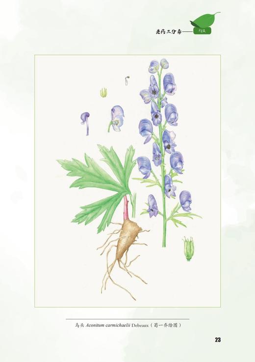 超级危险的植物 1488 商品图6