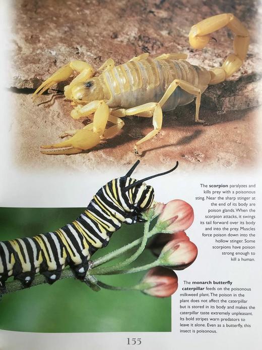 国家地理动物百科全书 数百幅彩色插图 精装16开 商品图6