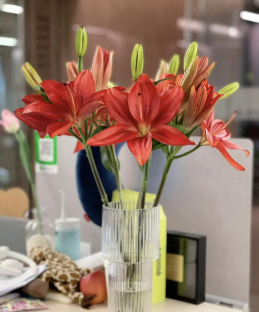 【精品百合】亚百合/红宝石 3头  5枝/扎 商品图7