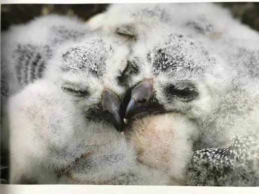 北美鸟类图集 约百幅彩色插图 精装8开 商品图10