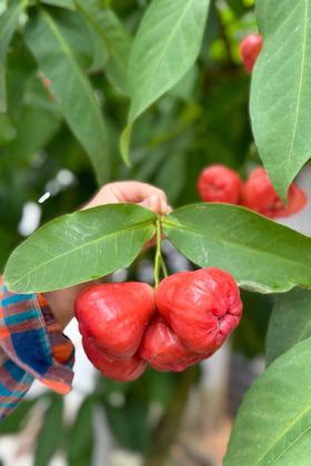 海南牛奶莲雾3斤小果24枚左右