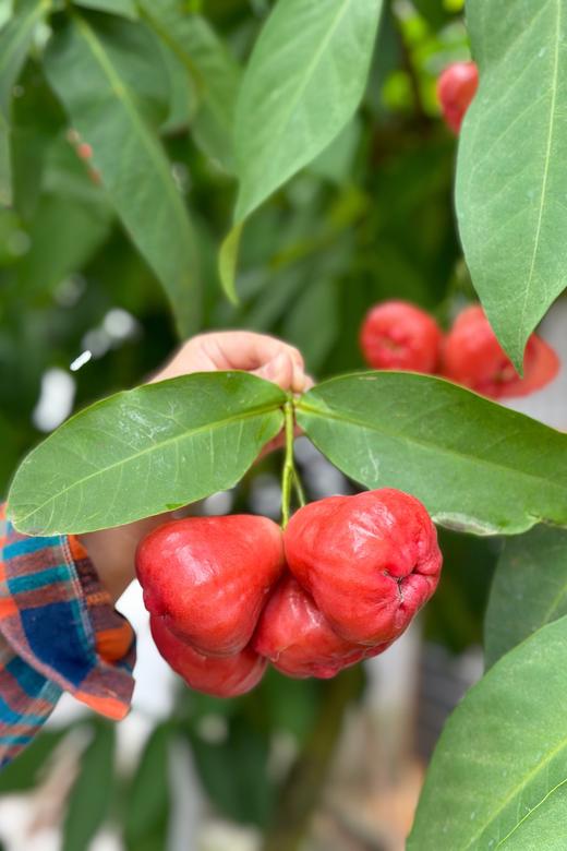 海南牛奶莲雾3斤小果24枚左右 商品图0