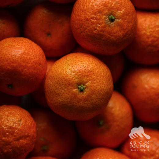 生态砂糖橘  (桂林) | 合作生产 *Sand Sugar Orange | Partner Production 商品图4