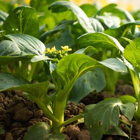 生态菜心团购（一件包邮）| 绿家自产* Eco-vegetables group-buy | Self-production