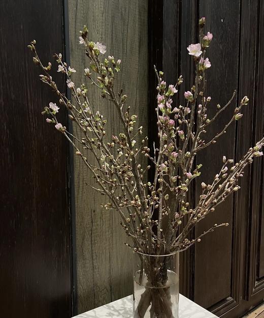 【记忆中的樱花】进口日本樱花  粉色 单枝 商品图1