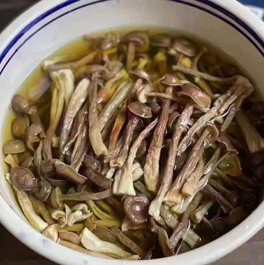 【鹿茸菇】嫰脆爽口 可炒可煲汤 无熏硫新货包邮 商品图2