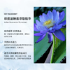 【328元会员福利】暖树纯露（檀香、蓝莲花、永久花纯露） 商品缩略图5