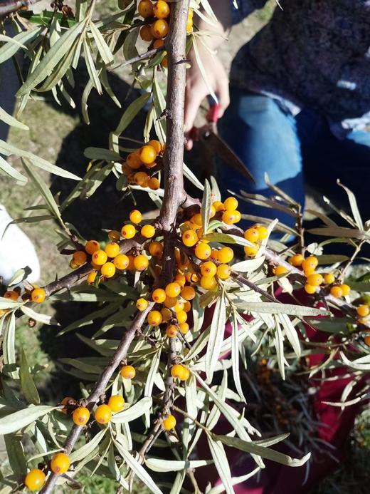 七彩昆仑·有机沙棘原浆 500ML/袋  全国包邮 商品图11