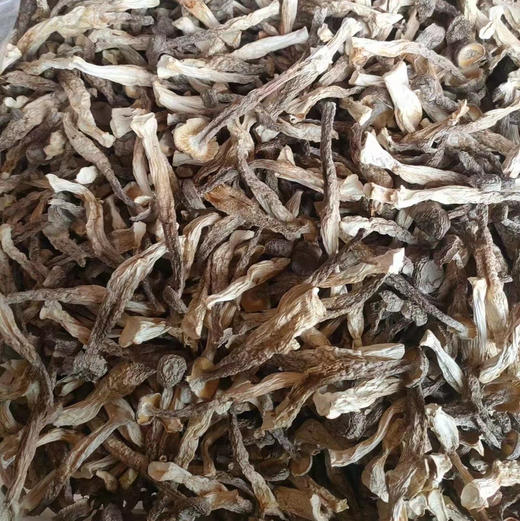 【鹿茸菇】嫰脆爽口 可炒可煲汤 无熏硫新货包邮 商品图4