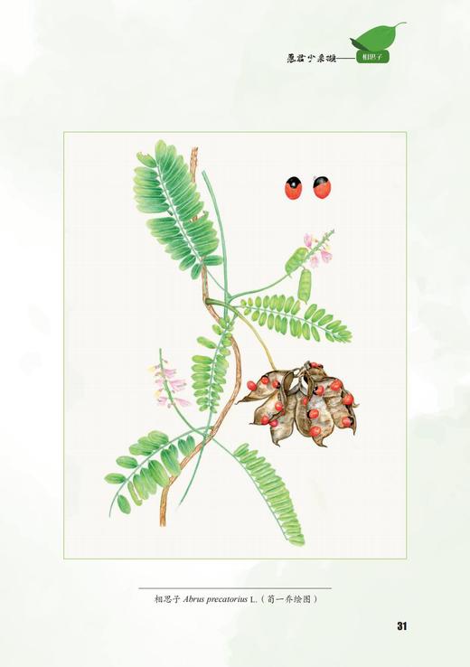 超级危险的植物 1488 商品图7