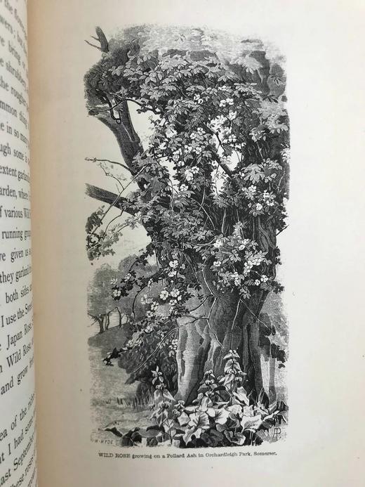 1894年 野外花园 约百幅版画插图 漆布精装大32开 商品图8