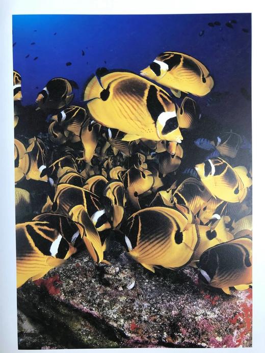 海洋生物图集 数百幅插图 精装大16开 商品图5