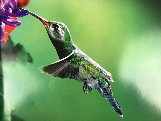 北美鸟类图集 约百幅彩色插图 精装8开 商品图9