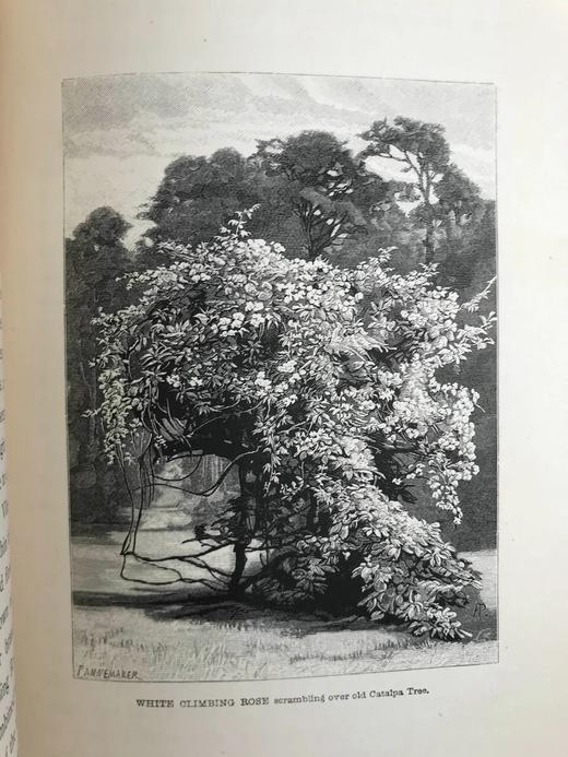 1894年 野外花园 约百幅版画插图 漆布精装大32开 商品图7