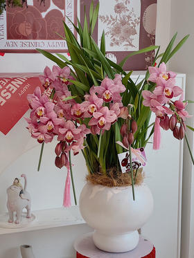 优雅垂兰 · 年宵盆栽（含花瓶）