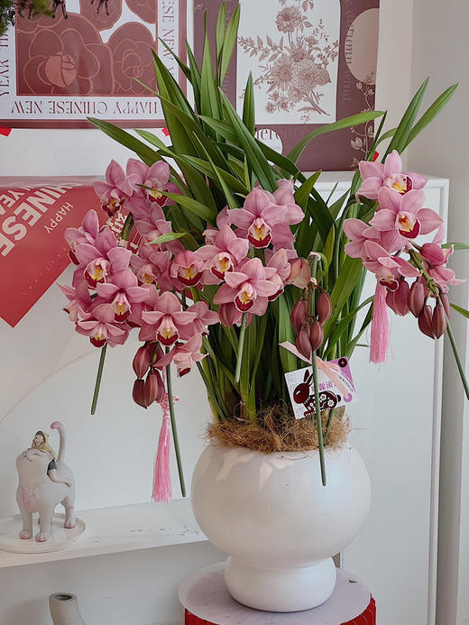 优雅垂兰 · 年宵盆栽（含花瓶） 商品图0