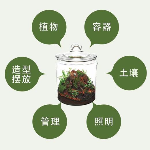 苔藓生态瓶 商品图3