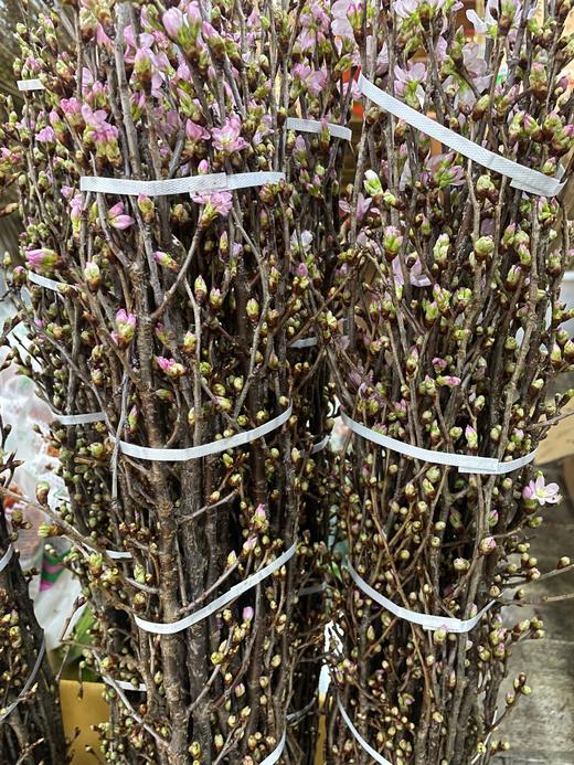 【记忆中的樱花】进口日本樱花  粉色 单枝 商品图4