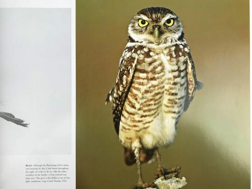 北美鸟类图集 约百幅彩色插图 精装8开 商品图11