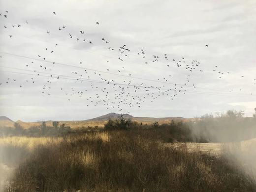 北美鸟类图集 约百幅彩色插图 精装8开 商品图6