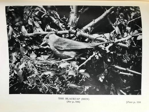 含藏书票！1931年 基尔顿《英格兰鸟类生活》 48幅插图 漆布精装大32开 商品图11