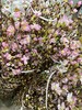【记忆中的樱花】进口日本樱花  粉色 单枝 商品缩略图3