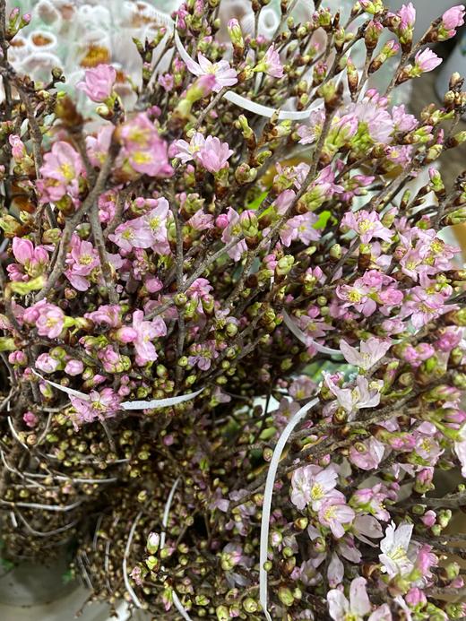 【记忆中的樱花】进口日本樱花  粉色 单枝 商品图3