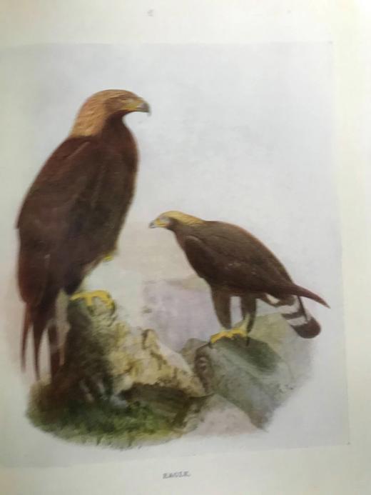 1911年 闲谈鸟类 8幅彩色20幅黑白插图 漆布精装32开 商品图10