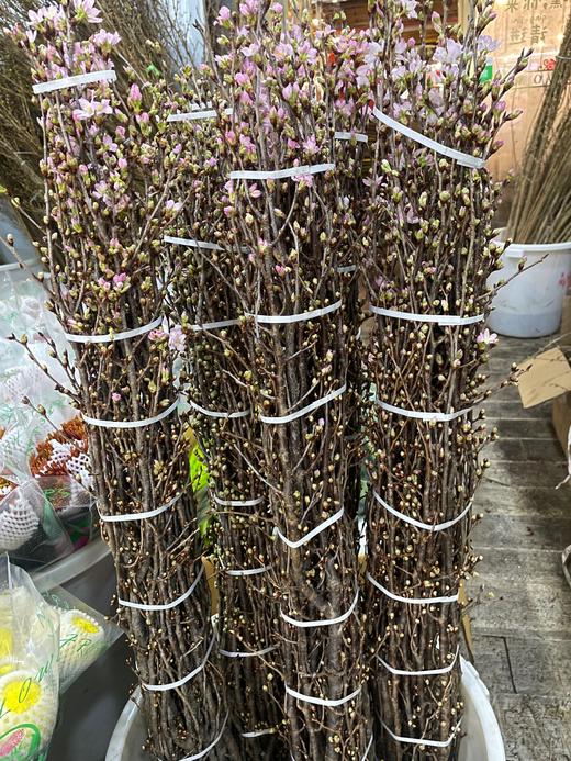 【记忆中的樱花】进口日本樱花  粉色 单枝 商品图5