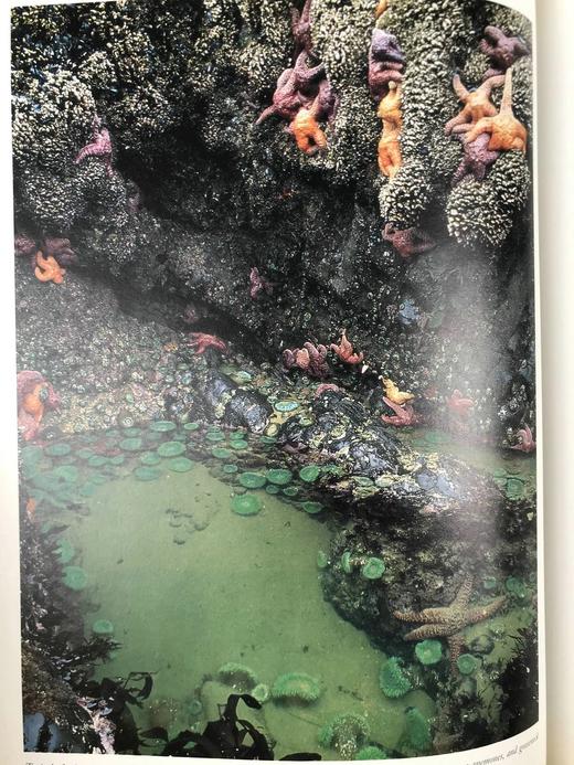 海洋生物图集 数百幅插图 精装大16开 商品图10