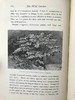 1894年 野外花园 约百幅版画插图 漆布精装大32开 商品缩略图12