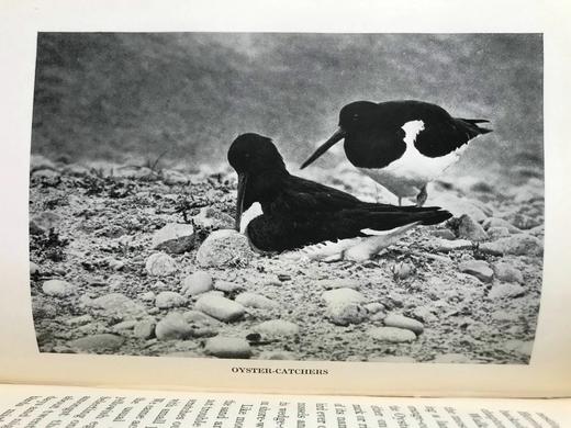 含藏书票！1931年 基尔顿《英格兰鸟类生活》 48幅插图 漆布精装大32开 商品图7