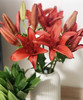 【精品百合】亚百合/红宝石 3头  5枝/扎 商品缩略图6