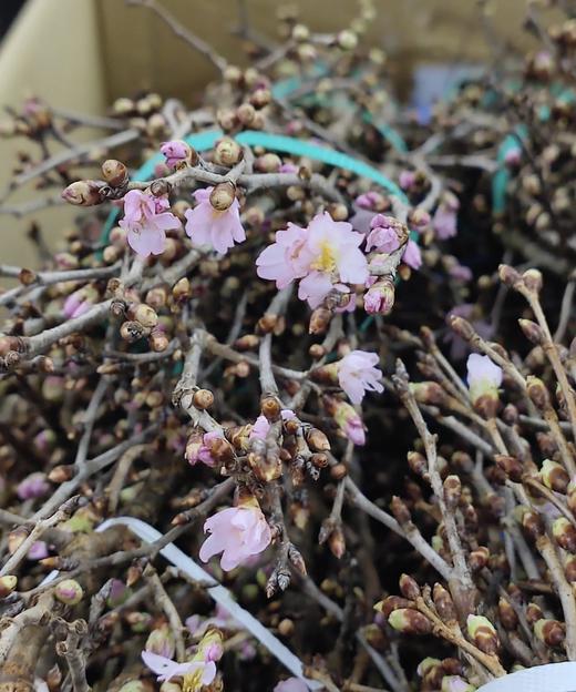 【记忆中的樱花】进口日本樱花  粉色 单枝 商品图6