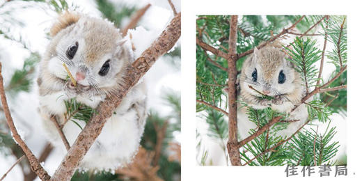 世界一かわいいエゾモモンガ / 世界上可爱的飞行松鼠 The World’s Cutest Flying Squirrel  商品图2