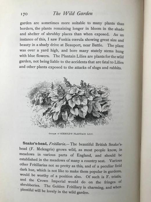 1894年 野外花园 约百幅版画插图 漆布精装大32开 商品图14