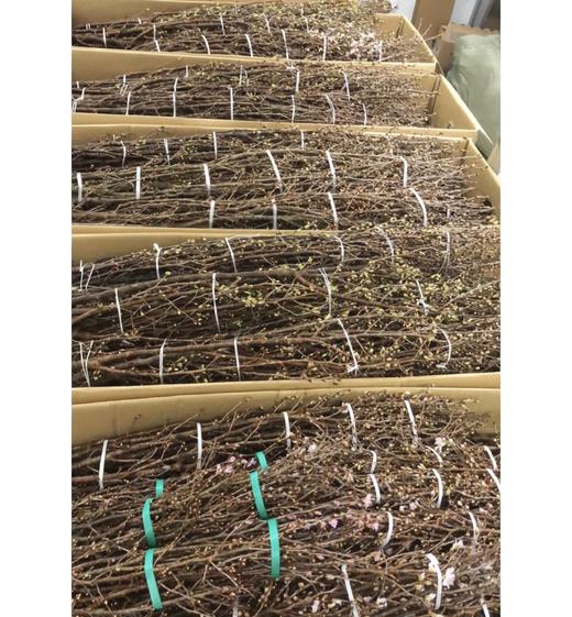 【记忆中的樱花】进口日本樱花  粉色 单枝 商品图8