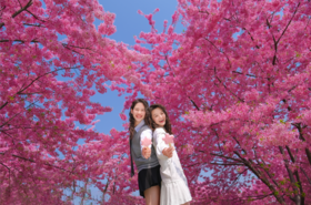 【漫花庄园 2026年双人年卡】