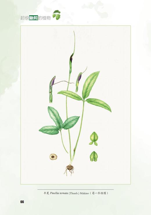 超级危险的植物 1488 商品图12