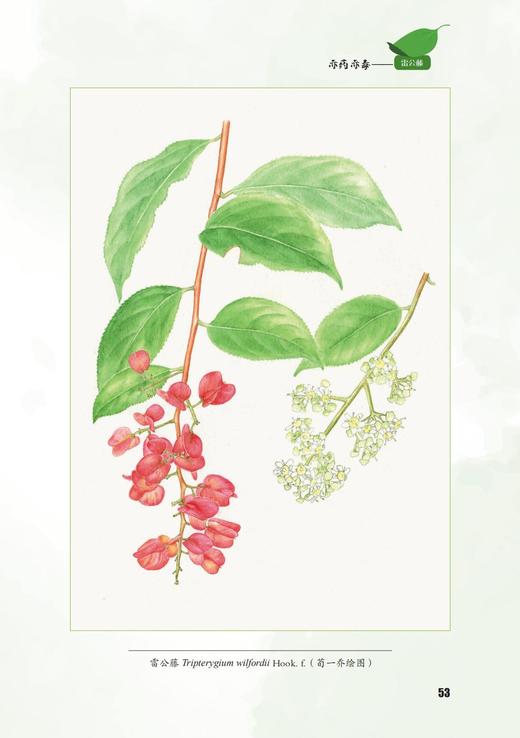 超级危险的植物 1488 商品图9